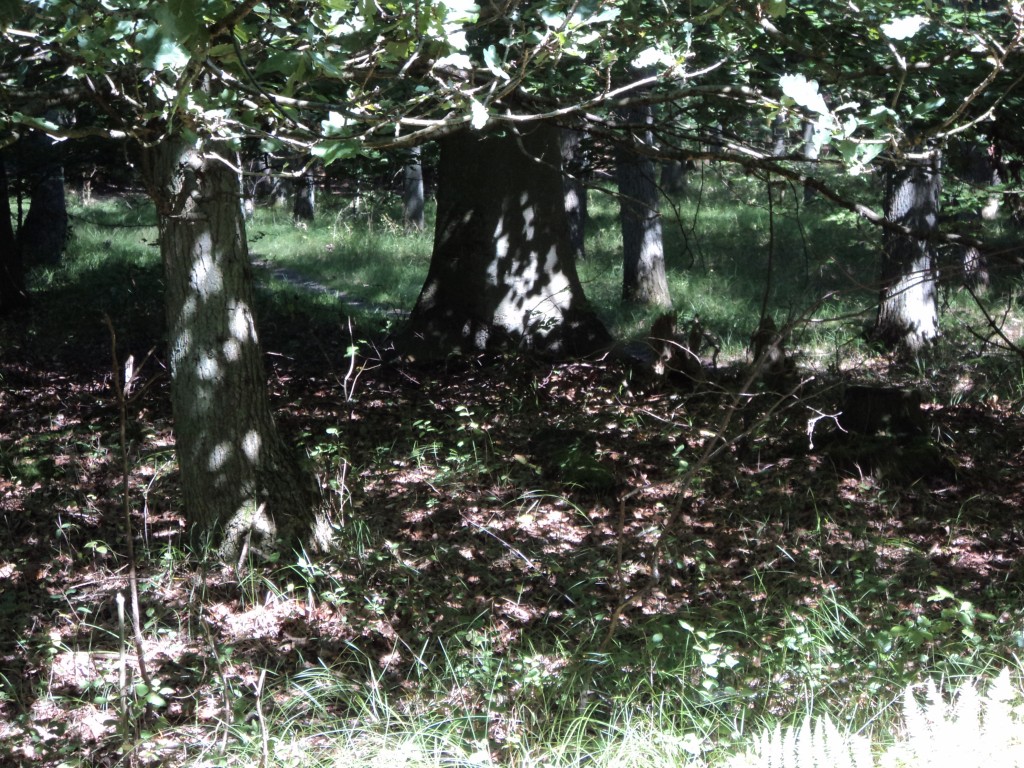 Zon in bos III